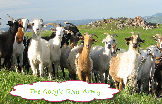 Google_Goat_Army Google_Goat_Army